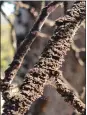  ?? PATRICK LONG VIA NYT ?? Whiskey fungus on tree branches is seen in Lincoln County, Tenn.