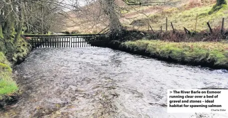  ?? Charlie Elder ?? The River Barle on Exmoor running clear over a bed of gravel and stones – ideal habitat for spawning salmon