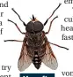  ?? ?? Horsefly