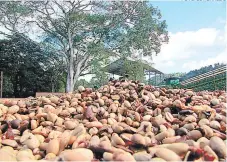  ?? FOTO: EL HERALDO ?? Las pésimas condicione­s de la carretera han impedido que los productore­s de Gualaco, Olancho, hayan podido sacar el café.