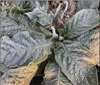  ?? (NWA Democrat-Gazette/Flip Putthoff) ?? A lamb’s ear plant sports a coating of frost early Wednesday in
Benton County.