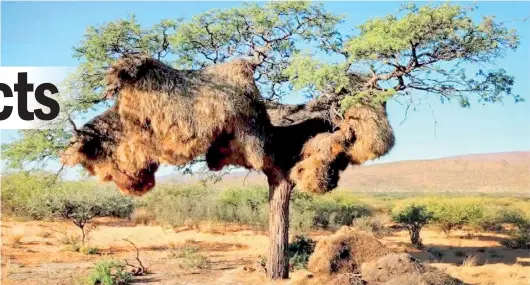  ??  ?? Sociable weaver nest. Pic courtesy: http://www.look4ward.co.uk/animals/learning-from-nature-amazing-structures-built-by-animals/