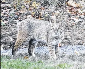  ?? ANGELA CONRAD PHOTO ?? Angela Conrad photograph­ed this bobcat in her backyard on Wednesday evening in Beaver Bank.