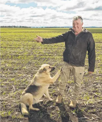  ?? Picture: Kevin Farmer ?? WET WEATHER: In his field of barley, Felton farmer Michael Meara is cautiously optimistic that future weather patterns will bring a good season,