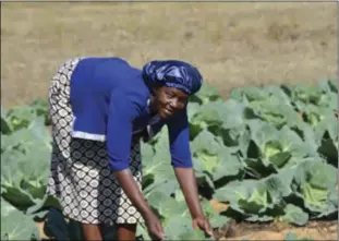  ??  ?? Alfonsina Mukomanzi at Chebvute plot in Tadzembwa village, Masvingo rural district