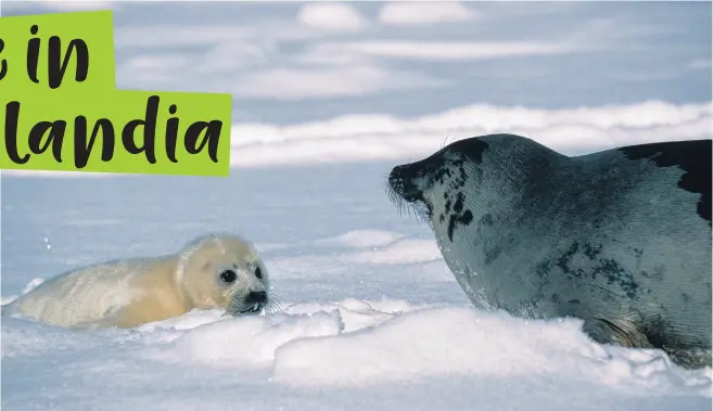  ?? © Staffan Widstrand / WWF ?? Un cucciolo di foca con la sua mamma