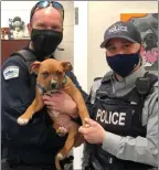  ?? Special to Okanagan Newspaper Group ?? A dog control officer and Kelowna RCMP
member are shown alongside a puppy, stolen from a West Kelowna home, that was
quickly returned to its owner.