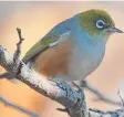  ??  ?? The Tasmanian Silvereyes are honey-brown colour on side.