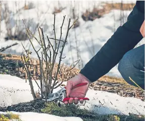  ?? ?? Cutting back shoots and branches on a rose shrub, with snow on the ground.