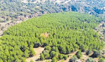  ?? /CÉSAR RODRÍGUEZ ?? Área verde o Cereso en medio de matorrales