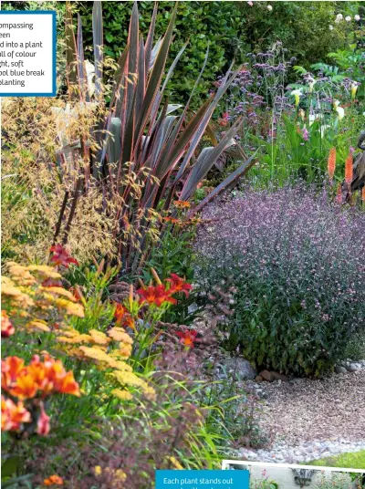  ??  ?? A once encompassi­ng lawn has been transforme­d into a plant paradise, full of colour and life. Right, soft salvias in cool blue break up the hot planting