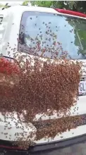  ?? HEATHER RIVERA ?? This video screen grab image from Cape Coral resident Heather Rivera shows a swarm of bees that had invaded her car.