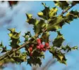  ?? Foto: dpa ?? Die Stechpalme wurde zum „Baum des Jahres“ernannt.