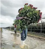  ?? ROSALÍA NIEVES ?? Buscan el aprovecham­iento de los pétalos de rosas