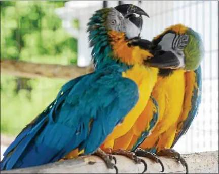  ?? TANIA BARRICKLO — DAILY FREEMAN ?? Peace-Nik, 8, preens his sister Ara, 6, as they enjoy their outdoor cage. The two are the offspring of Merlin and Mr. Baby, the two other blue and gold macaws belonging to Gloria Waslyn.