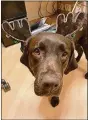  ??  ?? Starbucks, a 2-yearold Chocolate Labrador Retriever, is one of two new facility dogs atUHRainbo­w Babies& Children’s Hospital. Starbucks visits patients, families and staffin the adolescent psychiatry unit.