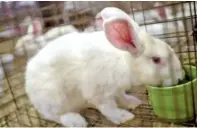  ?? CALVIN MATTHEIS /NEWS SENTINEL ?? Two cases of rabbit hemorrhagi­c fever have been detected in East Tennessee, officials said in late January. So far, the only documented cases are domesticat­ed rabbits “in one East Tennessee location.”