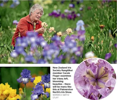  ?? WARWICK SMITH/ STUFF ?? New Zealand Iris Society Rangit¯ıkei member Carole Flyger examines her irises; left, blooming beauties – there will be many like this at Palmerston North’s Iris Show.