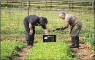  ?? NWA Democrat-Gazette/SPENCER TIREY ?? Isaac Alvarado and his grandfathe­r, Hector Rios, pick the ingredient­s used in a spicy green salad on the menu at The Preacher’s Son in Bentonvill­e.