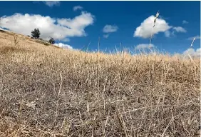  ??  ?? The droughtstr­icken hills in eastern Wairarapa got more than 100mm of rain at the weekend.