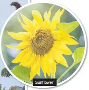  ??  ?? Sunflower