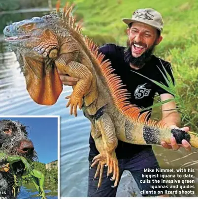  ?? ?? Mike Kimmel, with his biggest iguana to date, culls the invasive green
iguanas and guides clients on lizard shoots