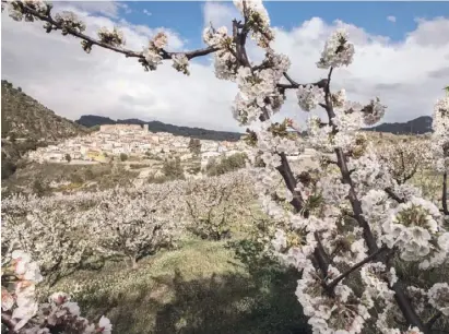  ?? Fotos: Ángel García ?? Die Kirschblüt­e im Vall de Gallinera hat begonnen.