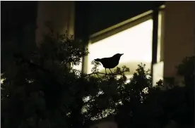  ?? ?? A crow perches in a tree by an office building in downtown Sunnyvale on Thursday. After calling it quits on its green laser strategy, the city is now back to the drawing board trying to find another solution to fend off the annoying birds.