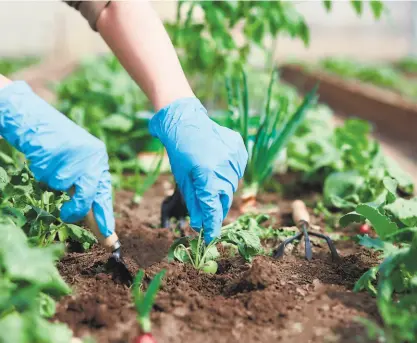  ?? Shuttersto­ck ?? With these tips and tricks, save time and money while avoiding messes in the garden.