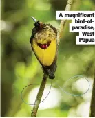  ??  ?? A magnificen­t bird-ofparadise, West Papua