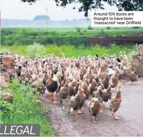  ??  ?? Around 100 ducks are thought to have been ‘massacred’ near Driffield