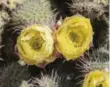  ?? DREAMSTIME ?? Delicate and short-lived flowers bloom on a prickly pear cactus at Springs Preserve.