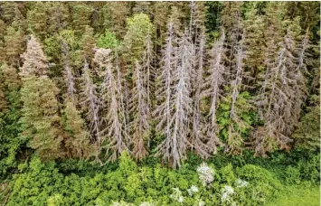  ?? Foto: Silas Stein, dpa ?? Die Bäume in Deutschlan­d leiden unter den Folgen der Klimakrise. Dürre und hohe Temperatur­en, aber auch der Befall mit Parasiten setzen den Wäldern zu.