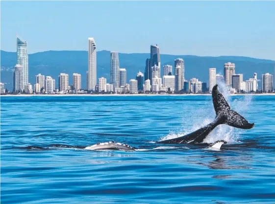  ?? Picture: Sea World Whale Watch ?? Humpback whales have been putting on a show off the Gold Coast in recent days with some even beginning their return journey south.