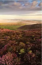  ??  ?? ABOVE: Foreground contrast - Here the green bracken provides dynamic contrast with the purple heather