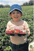  ?? Picture: GILLIAN McAINSH ?? STRAWBERRY FIELDS: Joshua Mungur, 5, tucks in at Hankey’s Mooihoek Boerdery strawberry farm