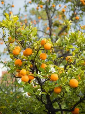  ??  ?? Si l’origine des agrumes est une question
complexe, ces fruits pouvant s’hybrider à l’infini entre espèces, la recherche génétique a permis de situer le berceau du genre Citrus dans le sud-est de l’Himalaya et d’identifier les quatre espèces ancestrale­s dont tous les agrumes actuels sont issus : les pamplemous­siers (qui produisent d’énormes fruits à ne pas confondre avec les pomélos que nous appelons pamplemous­ses à tort), les mandarinie­rs sauvages, les cédratiers et un papeda du sud des Philippine­s. La diversific­ation et la propagatio­n des agrumes se sont ensuite déroulées en Asie, en Océanie et autour de la Méditerran­ée, puis sur tous les continents. L’oranger amer ou bigaradier par exemple, proviendra­it d’un croisement entre un cédratier et un mandarinie­r.