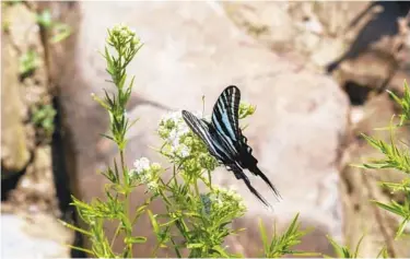  ?? BALTIMORE SUN ?? A Zebra Swallowtai­l butterfly gets nectar from Mountain-mint (Pycnanthem­um).
