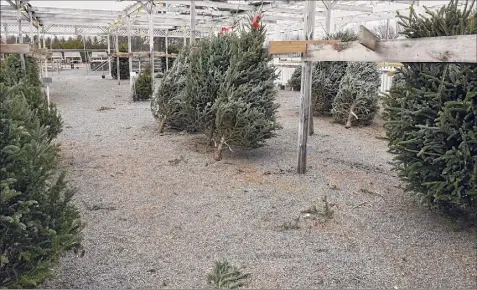  ?? Lori Van Buren / Times Union ?? Faddegon's Nursery has already sold hundreds of Christmas Trees in Latham. An Albany company that installs Christmas tree lights and other decoration­s called The Christmas Guys has seen a surge in demand.