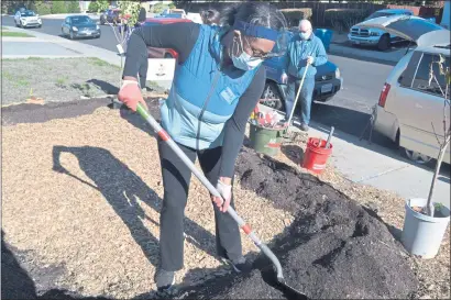  ?? PHOTOS BY NICK SESTANOVIC­H — THE REPORTER ?? Volunteer Tammie Little of Fairfield spreads mulch at a Sustainabl­e Solano food forest installati­on in Vacaville Saturday. Food forests are low-maintenanc­e gardens that minimize the need for hose water and are reliant on other aspects of nature such as sunshine and rainwater.