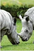  ?? Foto: Wyszengrad ?? Jungtiere im Augsburger Zoo: Kibo (links) und Keeva.