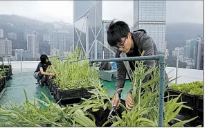  ?? AP/KIN CHEUNG ?? Volunteers pick Indian lettuce on the roof of the 38-story Bank of America tower in Hong Kong in November.