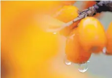  ??  ?? Beeren des Sanddorns: Botanisch gesehen handelt es sich gar nicht um Beeren, sondern um von Blütenbode­n umgebene Nüsse.