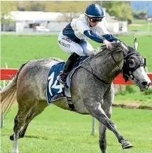  ?? PHOTO: TRISH DUNELL ?? Kapoor is a strong chance in Saturday’s lucrative Karaka Million race at Ellerslie.