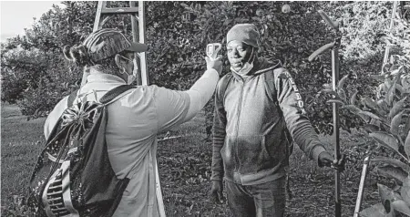  ?? BRETT GUNDLOCK/THE NEW YORK TIMES ?? Amigrant farmworker has his temperatur­e checked Sept. 5 at Schuyler Farms in Simcoe, Ontario. Outbreaks have hit a number of Canadian farms.