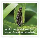  ??  ?? Nettles are crucial food for larvae of small tortoisesh­ells