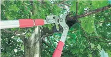  ?? MARKCULLEN.COM ?? The long handles and heavier blades of loppers are useful for cutting green branches up to 2.5 cm.