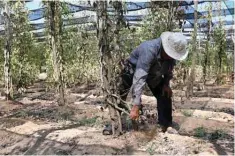  ?? ?? Cambodian farmer Mok Yen looks at dead pepper plants at his farm.