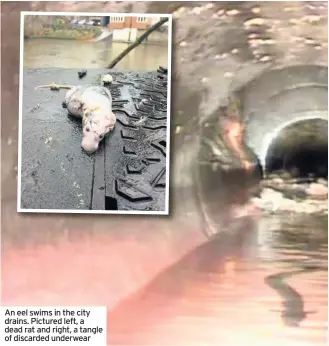  ??  ?? An eel swims in the city drains. Pictured left, a dead rat and right, a tangle of discarded underwear