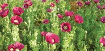  ?? SONIA DAY ?? Opium poppies thrive in Sonia Day’s garden, but that’s not the case with the celebrated Remembranc­e Day poppy.